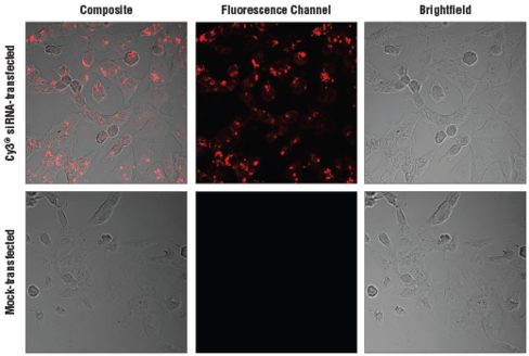 SignalSilence Control siRNA (Cy3 Conjugate) 60 µl