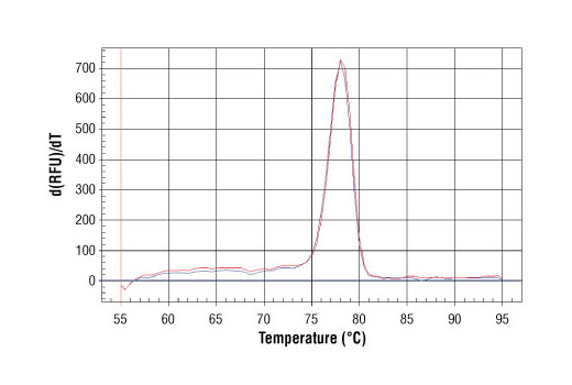 SimpleChIP Human CaMK2D Intron 3 Primers 500 µl