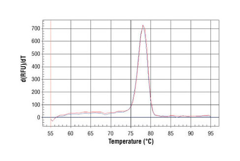SimpleChIP Human CaMK2D Intron 3 Primers 500 µl