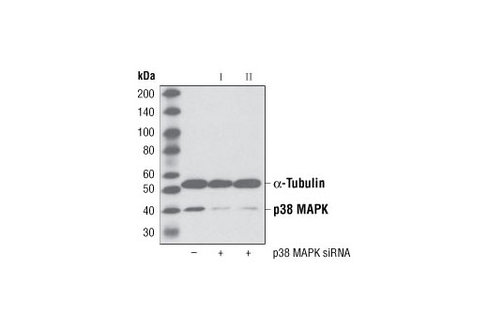 SignalSilence p38 MAPK siRNA II 300 µl