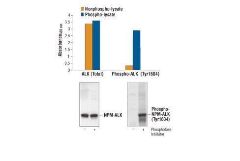 PathScan Phospho-ALK (Tyr1604) Sandwich ELISA Kit 1 kit