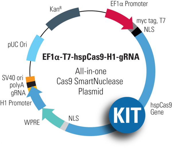 Multiplex gRNA Kit + EF1-T7-hspCas9-H1-gRNA linearized SmartNuclease vector (CRISPR) 10 réactions