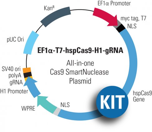 Multiplex gRNA Kit + EF1-T7-hspCas9-H1-gRNA linearized SmartNuclease vector (CRISPR) 10 réactions