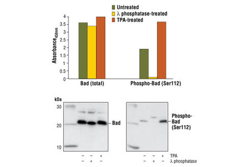 PathScan Total Bad Sandwich ELISA Kit 1 kit