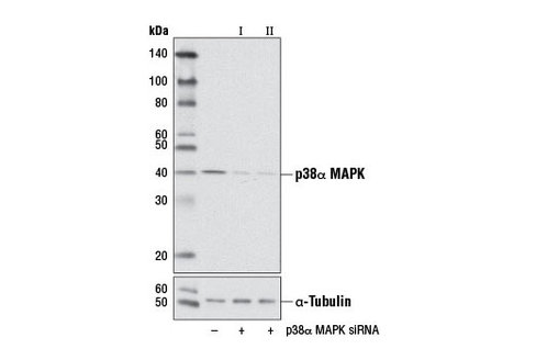 SignalSilence p38alpha MAPK siRNA I (Mouse Specific) 300 µl
