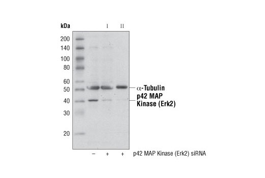 SignalSilence p42 MAP Kinase (Erk2) siRNA II 300 µl
