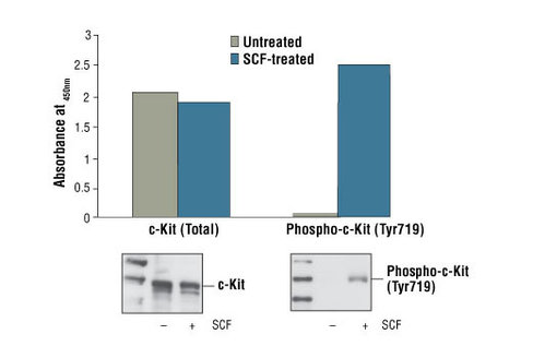 PathScan Phospho-c-Kit (Tyr719) Sandwich ELISA Kit 1 kit