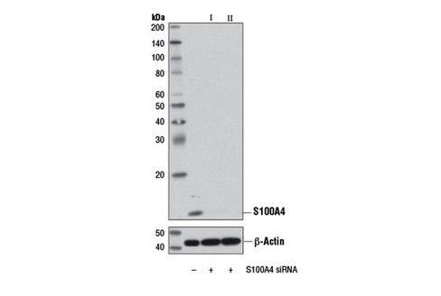 SignalSilence S100A4 siRNA I 300 µl