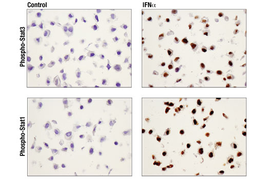 SignalSlide HeLa -/+ IFNa IHC Controls 1 pack