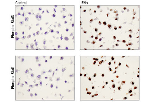 SignalSlide HeLa -/+ IFNa IHC Controls 1 pack
