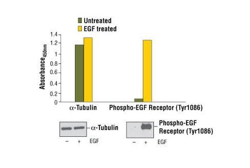 PathScan Total alpha-Tubulin Sandwich ELISA Kit 1 kit