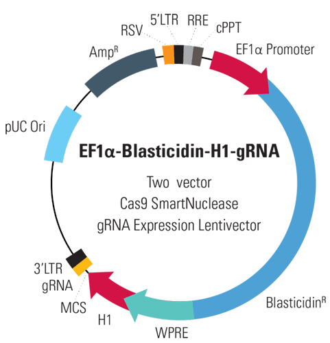 EF1-Blasticidin-H1-gRNA linearized SmartNuclease Lentivector Plasmid (CRISPR) 10 rxns