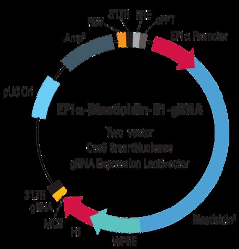 EF1-Blasticidin-H1-gRNA linearized SmartNuclease Lentivector Plasmid (CRISPR) 10 rxns
