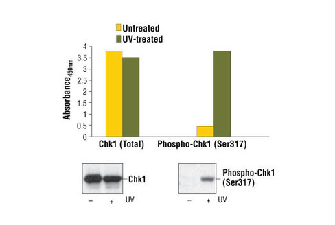 PathScan Phospho-Chk1 (Ser317) Sandwich ELISA Kit 1 kit