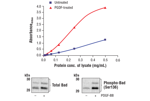 FastScan Phospho-Bad (Ser136) ELISA Kit 1 kit