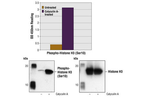 PathScan Phospho-Histone H3 (Ser10) Sandwich ELISA Kit 1 kit