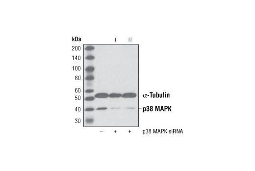 SignalSilence p38 MAPK siRNA I 300 µl