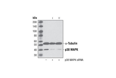 SignalSilence p38 MAPK siRNA I 300 µl