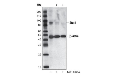 SignalSilence Stat1 siRNA I 300 µl