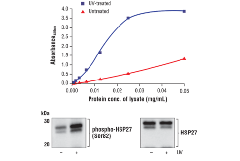 FastScan Phospho-HSP27 (Ser82) ELISA Kit 1 kit
