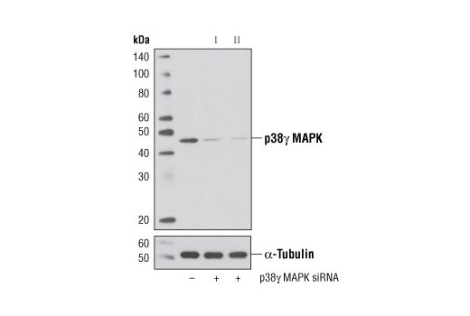 SignalSilence p38gamma MAPK siRNA I 300 µl