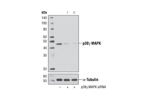 SignalSilence p38gamma MAPK siRNA I 300 µl