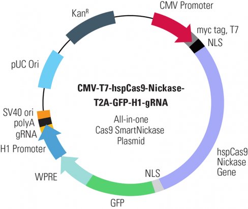Cas9 Nickase: CMV-T7-hspCas9-nickase-T2A-GFP-H1-gRNA linearized SmartNickase vector (CRISPR) 10 rxns