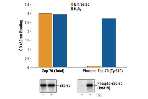 PathScan Total Zap-70 Sandwich ELISA Kit 1 kit