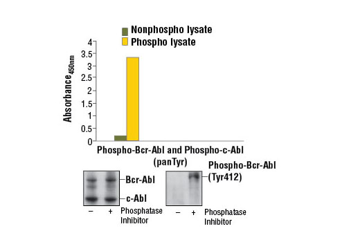 PathScan Phospho-c-Abl (panTyr) Sandwich ELISA Kit 1 kit