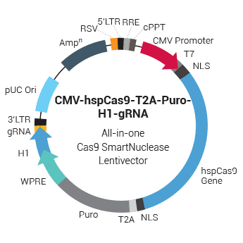 CMV-hspCas9-T2A-Puro-H1-gRNA linearized all-in-one SmartNuclease Lentivector Plasmid (CRISPR) 10 rxns