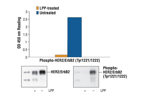 PathScan Phospho-HER2/ErbB2 (Tyr1221/1222) Sandwich ELISA Kit 1 kit