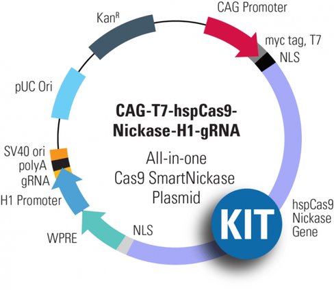Multiplex gRNA Kit + Cas9 Nickase: CAG-T7-hspCas9-nickase-H1-gRNA linearized SmartNickase