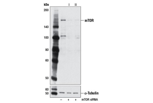 SignalSilence mTOR siRNA I (Mouse Specific) 300 µl