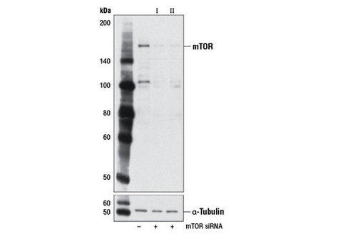 SignalSilence mTOR siRNA I (Mouse Specific) 300 µl