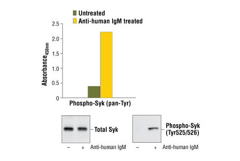 PathScan Phospho-Syk (panTyr) Sandwich ELISA Kit 1 kit