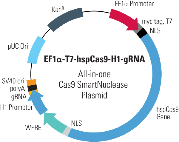 EF1-T7-hspCas9-H1-gRNA linearized SmartNuclease vector (CRISPR) 10 réactions