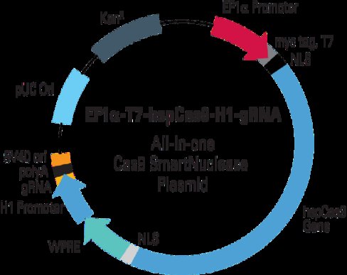EF1-T7-hspCas9-H1-gRNA linearized SmartNuclease vector (CRISPR) 10 réactions