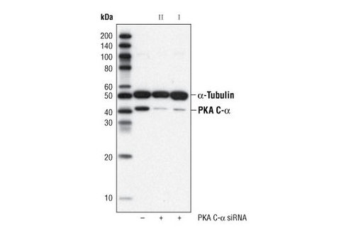 SignalSilence PKA C-alpha siRNA I 300 µl