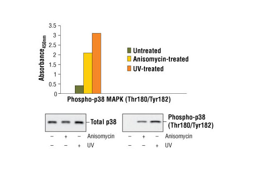 PathScan Phospho-p38 MAPK (Thr180/Tyr182) Sandwich ELISA Kit 1 kit