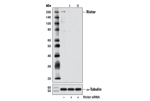 SignalSilence Rictor siRNA I 300 µl