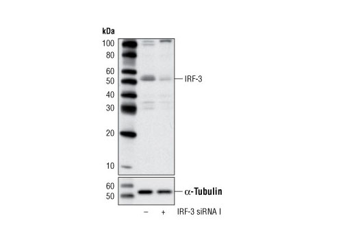 SignalSilence IRF-3 siRNA I 300 µl