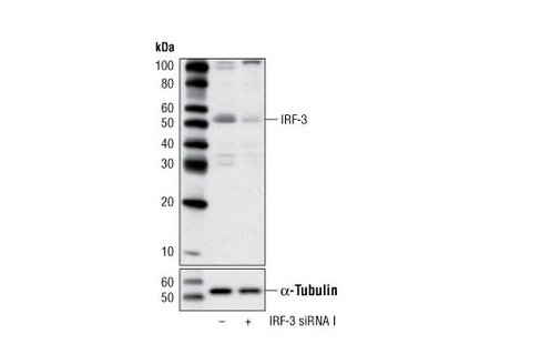 SignalSilence IRF-3 siRNA I 300 µl