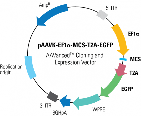 PAAVK-EF1a -MCS-T2A-EGFP AAVanced Cloning and Expression Vector10 µg