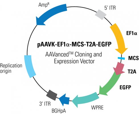 PAAVK-EF1a -MCS-T2A-EGFP AAVanced Cloning and Expression Vector10 µg
