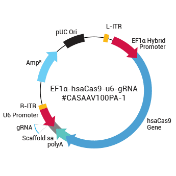 EF1a-hsaCas9-U6-gRNA(SA) linearized all-in-one SmartNuclease AAV Plasmid 10 réactions