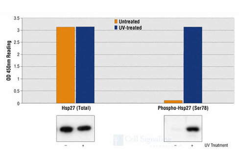 PathScan Phospho-HSP27 (Ser78) Sandwich ELISA Kit 1 kit