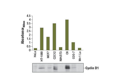 PathScan Total Cyclin D1 Sandwich ELISA Kit 1 kit
