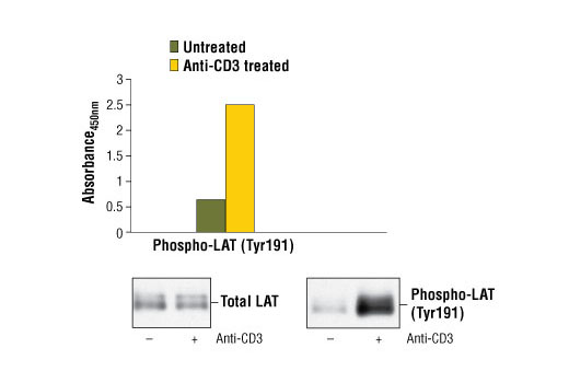 PathScan Phospho-LAT (Tyr191) Sandwich ELISA Kit 1 kit