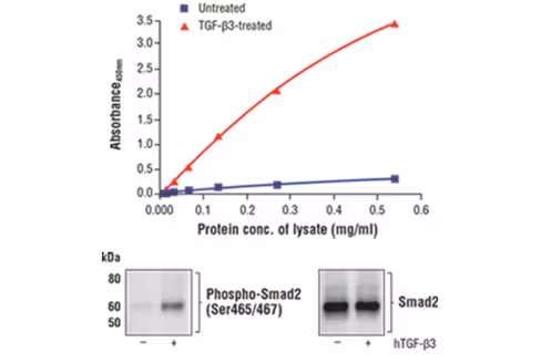 FastScan Phospho-Smad2 (Ser465/467) ELISA Kit 1 kit