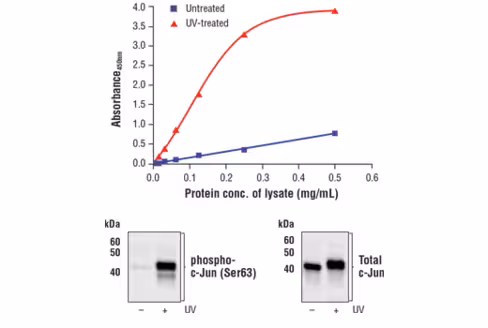 FastScan Phospho-c-Jun (Ser63) ELISA Kit 1 kit
